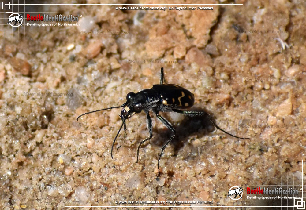 Full-sized image #1 of the Western Tiger Beetle