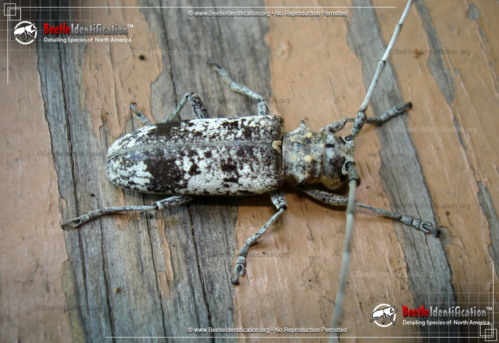 Full-sized image #1 of the White Oak Borer Beetle