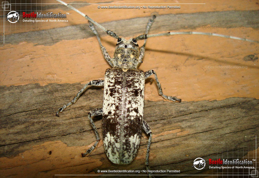 Full-sized image #2 of the White Oak Borer Beetle