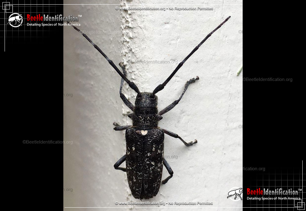 Full-sized image #1 of the White-spotted Sawyer Beetle