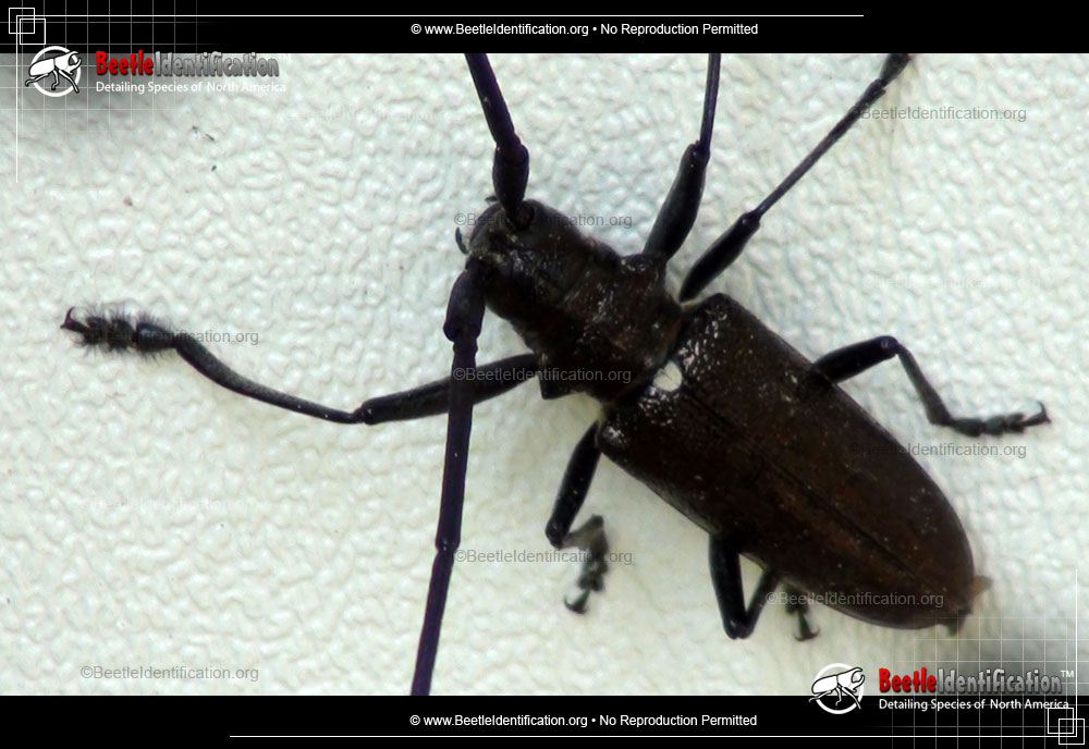 Full-sized image #4 of the White-spotted Sawyer Beetle