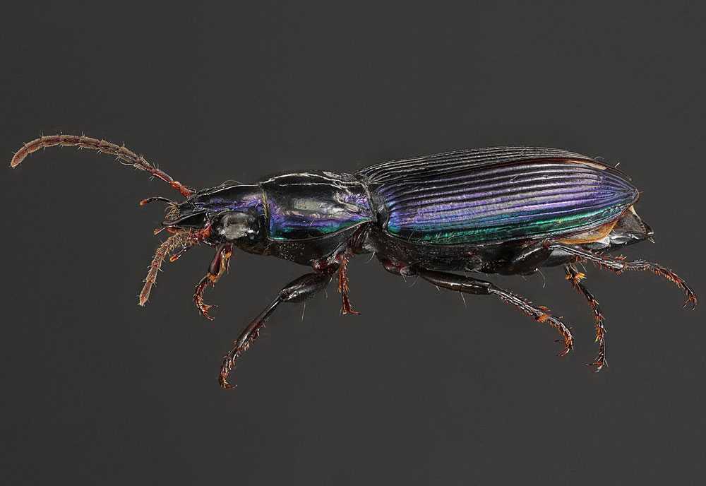 Full-sized image #1 of the Woodland Ground Beetle