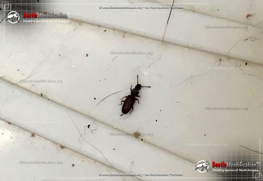 Full-sized image #2 of the Woodland Ground Beetle